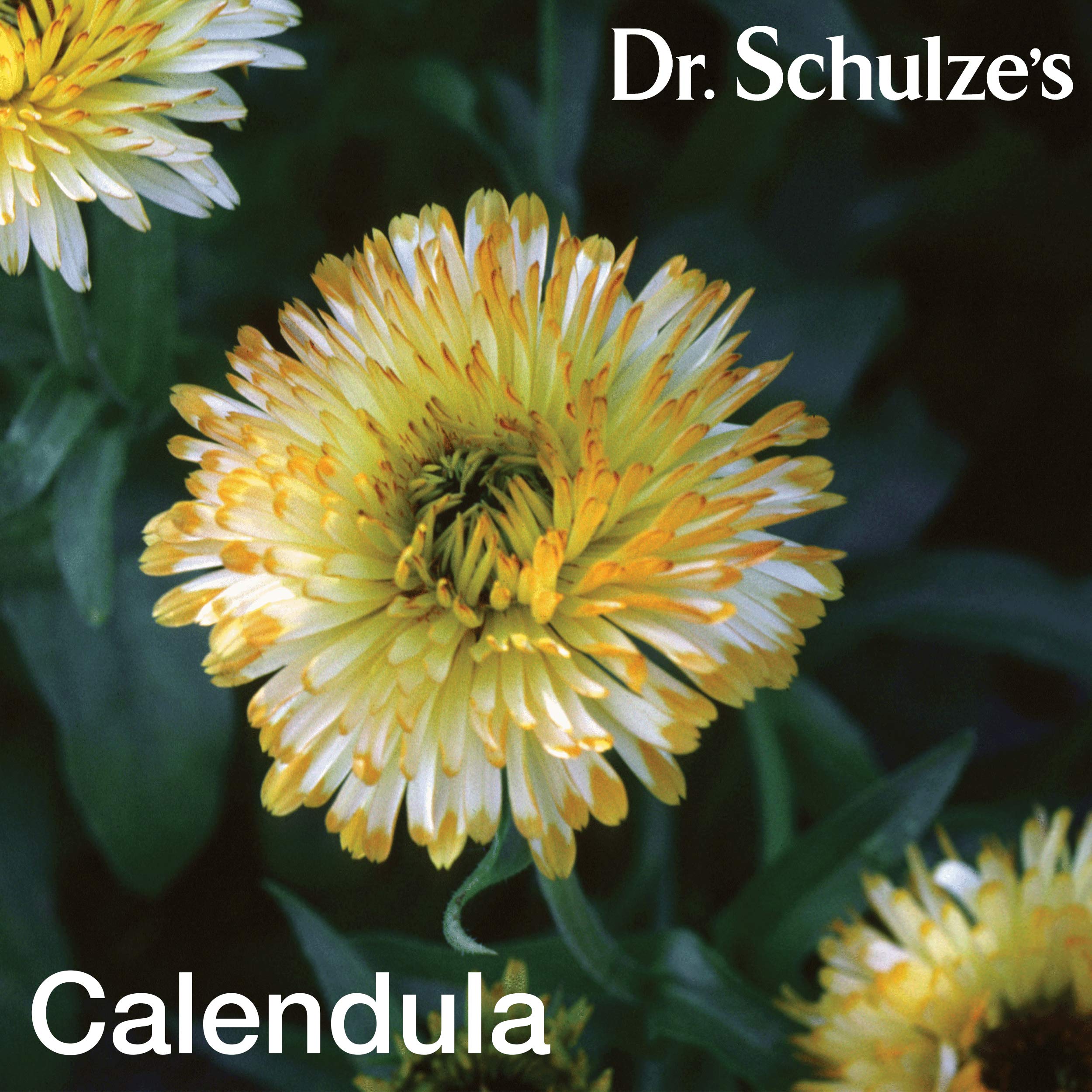 Dr. Schulze's Deep Tissue Oil | Powerful Herbal Support for Muscles, Tendons and Joints Dr. Schulze's uk supplements