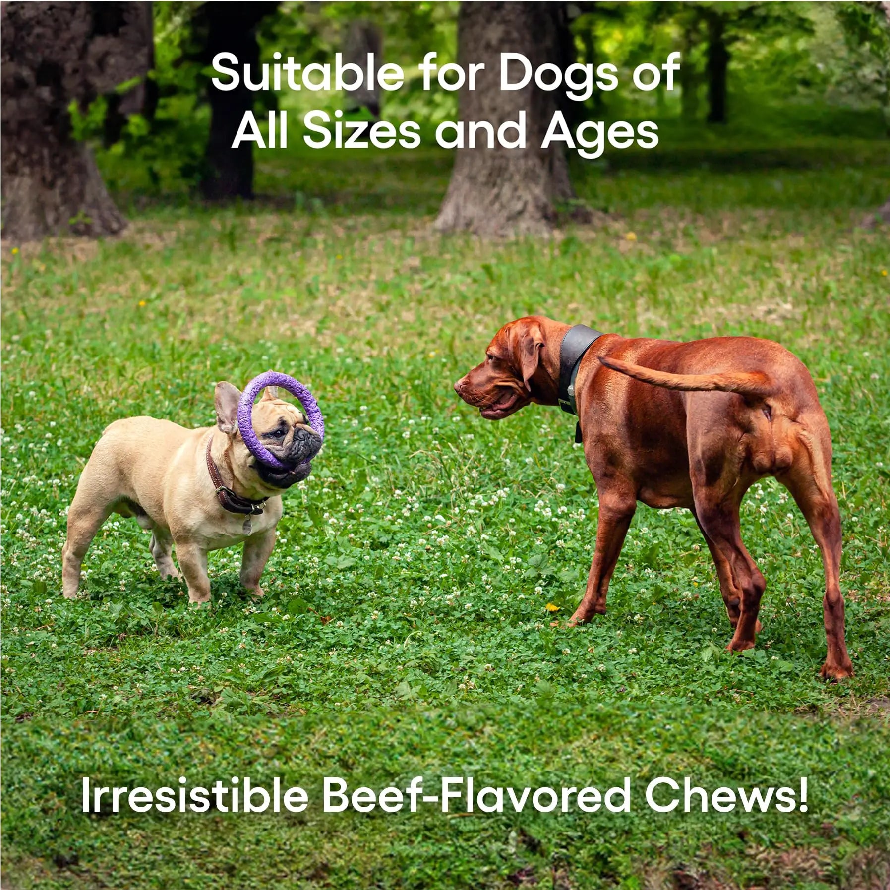 ecoNugenics PectaPaws Chewable Dog Supplements – Beef Flavor, 90 Count – PectaSol Modified Citrus Pectin + Glucosamine HCI for Dogs of All Ages, Supports Mobility, Joints, Immune Function, Pain Relief EcoNugenics uk supplements