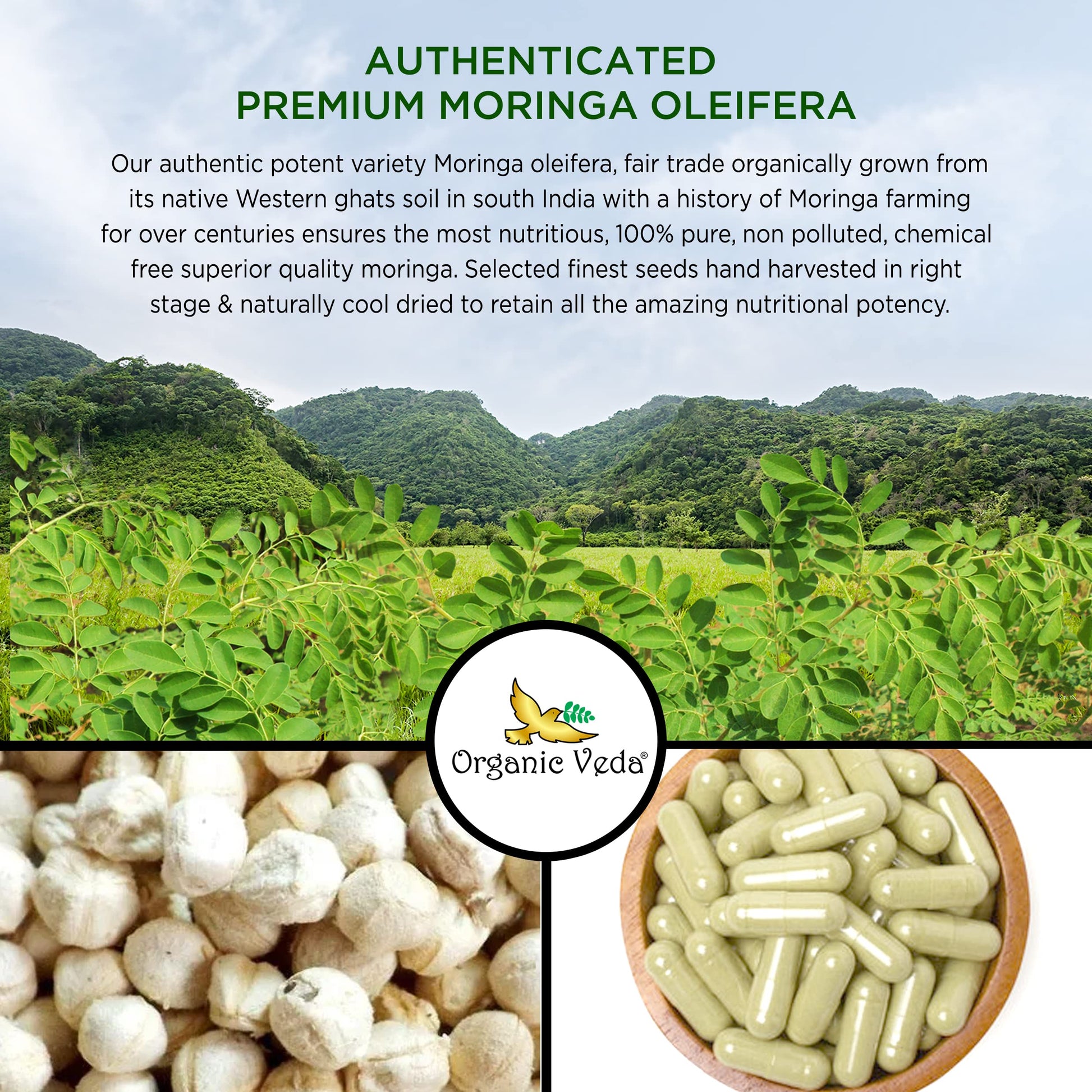 Organic Veda Moringa Seed Capsules - Pure Organic Moringa Capsules Seed Powder Organic Veda uk supplements