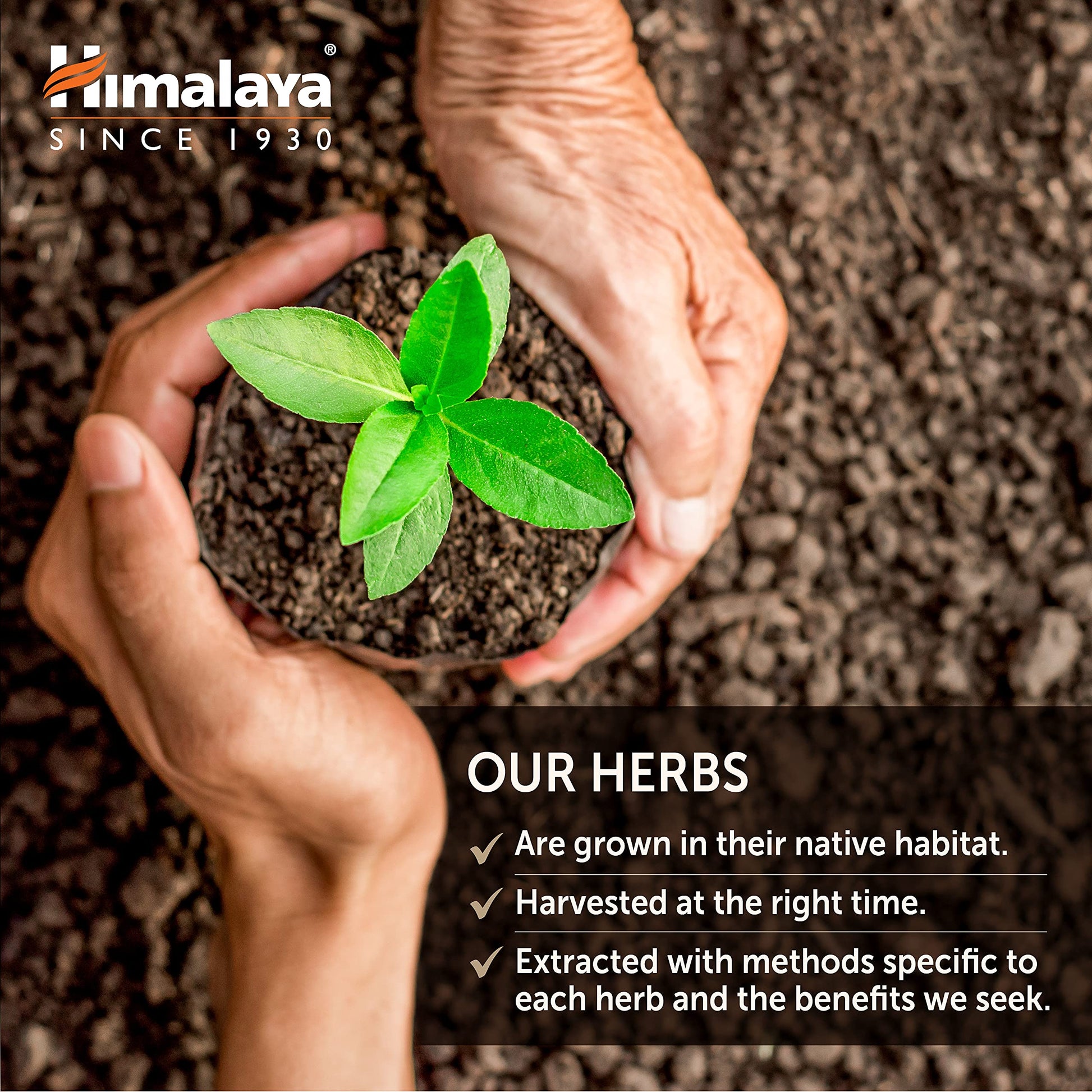 Himalaya Organic Gymnema Sylvestre for Glucose Metabolism, 700 mg Himalaya uk supplements