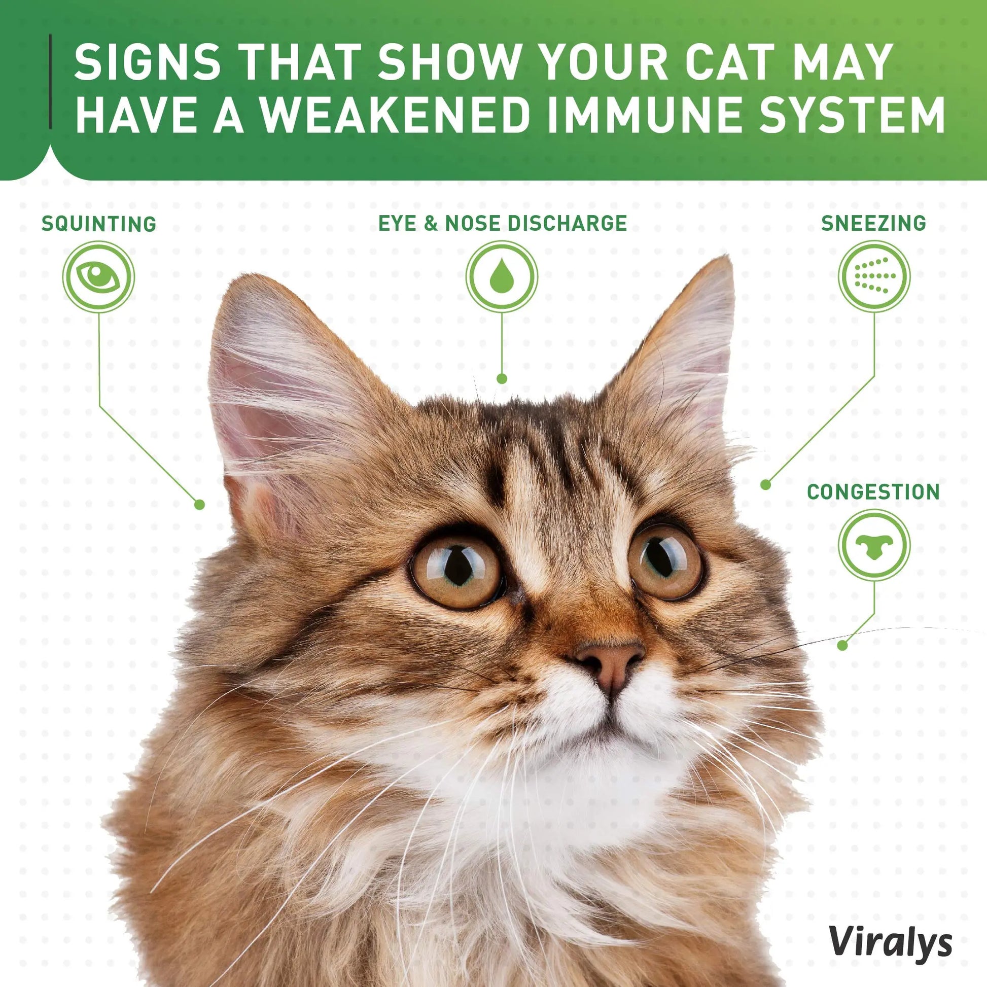 Vetoquinol Viralys Daily L-Lysine Powder for Cats and Kittens, Fish Flavored Lysine Supplement for Cats and Kittens to Support Immune Health Vetoquinol uk supplements