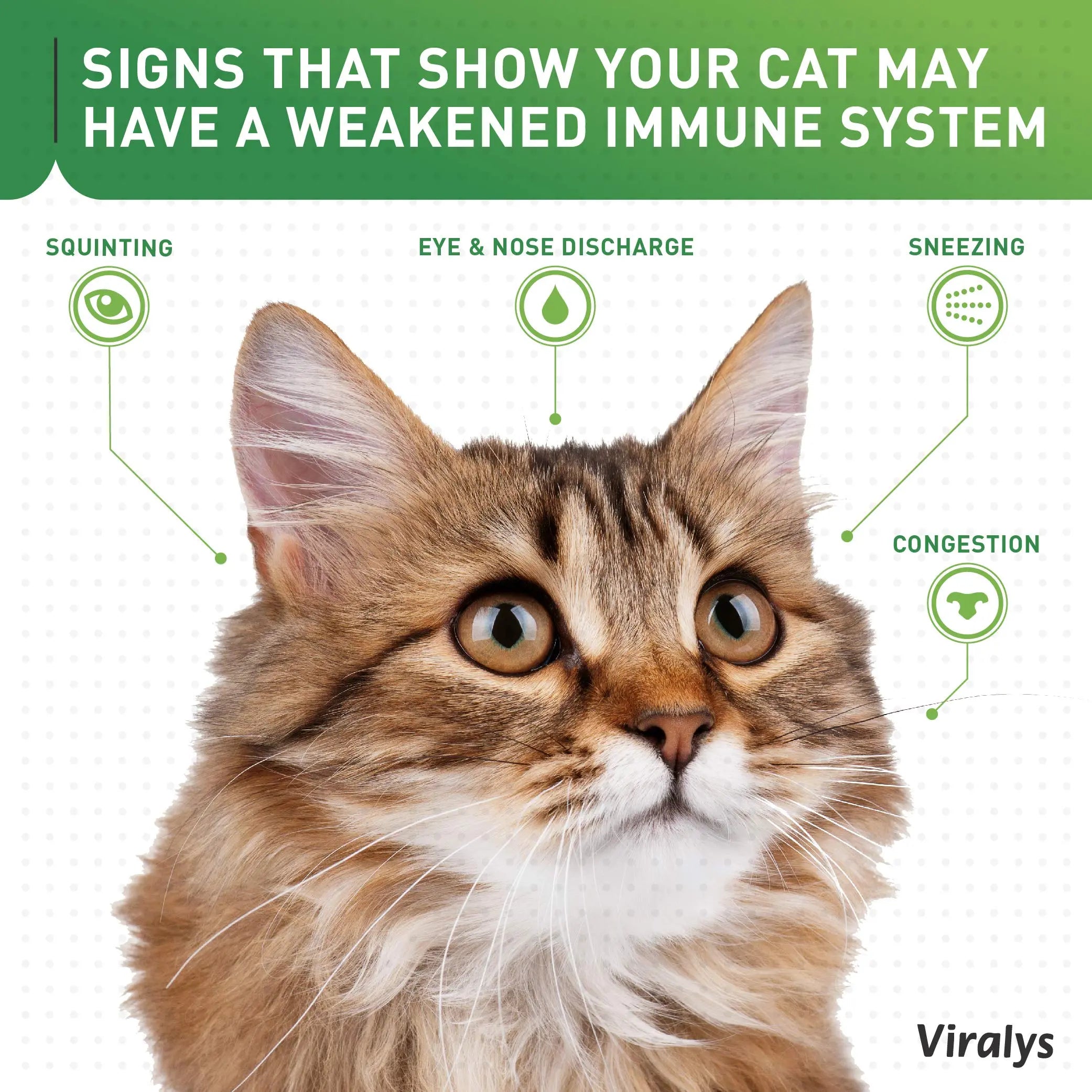 Vetoquinol Viralys Daily L-Lysine Powder for Cats and Kittens, Fish Flavored Lysine Supplement for Cats and Kittens to Support Immune Health Vetoquinol uk supplements