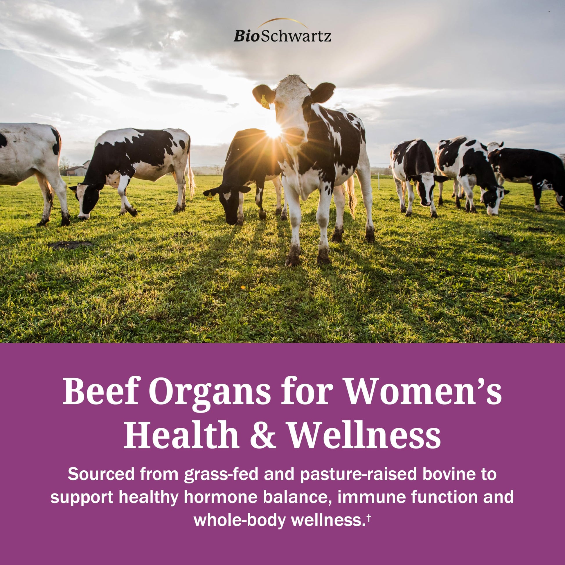 BioSchwartz Primal Beef Organ Supplement for Women - 60 Capsules - Grass-Fed & Pasture-Raised - Supports Healthy Hair Skin and Nails, Hormone Balance - with Bovine Liver, Kidney, Heart, Uterus Powder BioSchwartz uk supplements