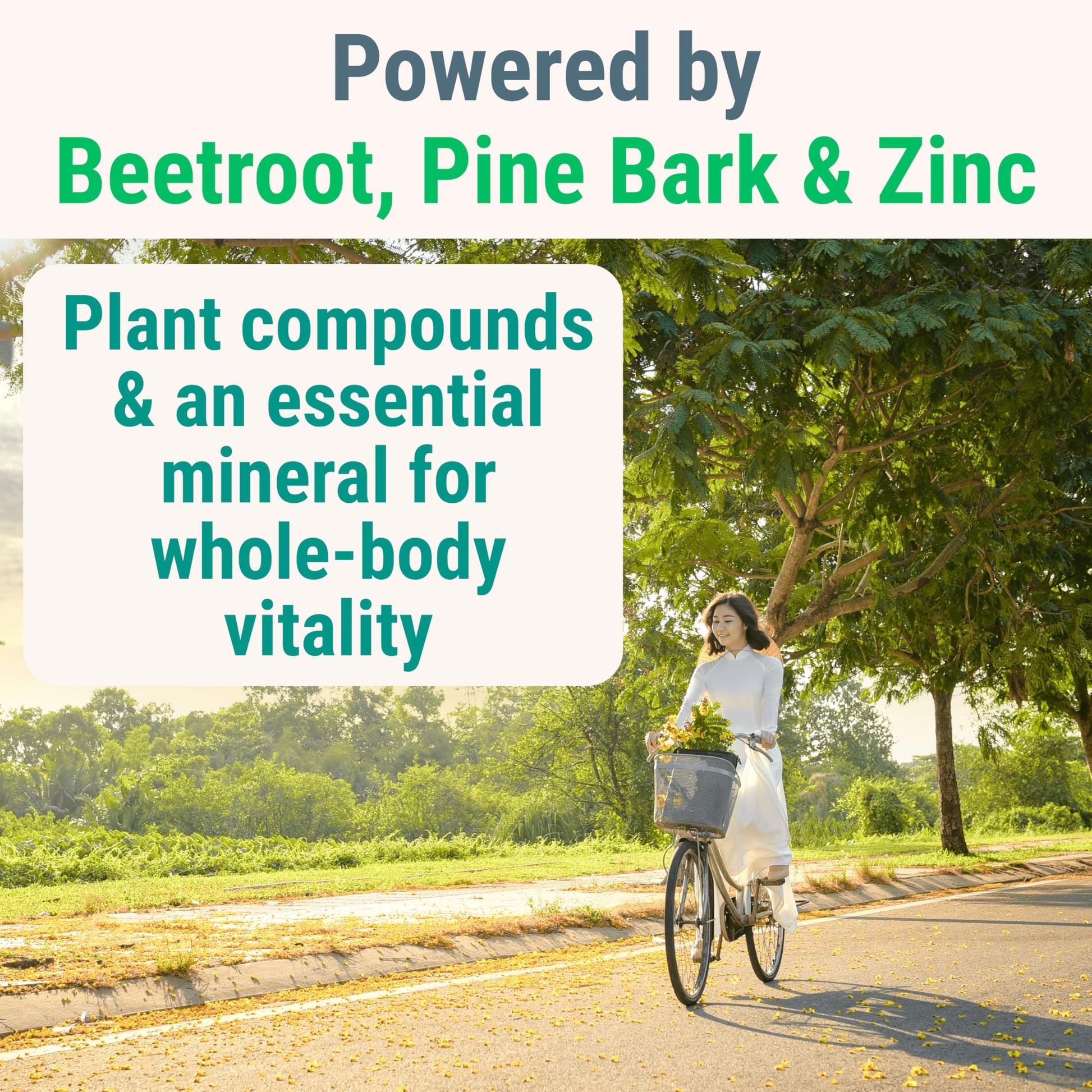 Pine Bark Extract L-Arginine L-Citrulline Beetroot Probiotic Fiber Methylated B Complex Zinc Gummies for Women Men Adults Kids w. Chicory Root Inulin 5-MTHF B6 P5P Powder Capsule Pill Supplement Alt SHIZAM uk supplements