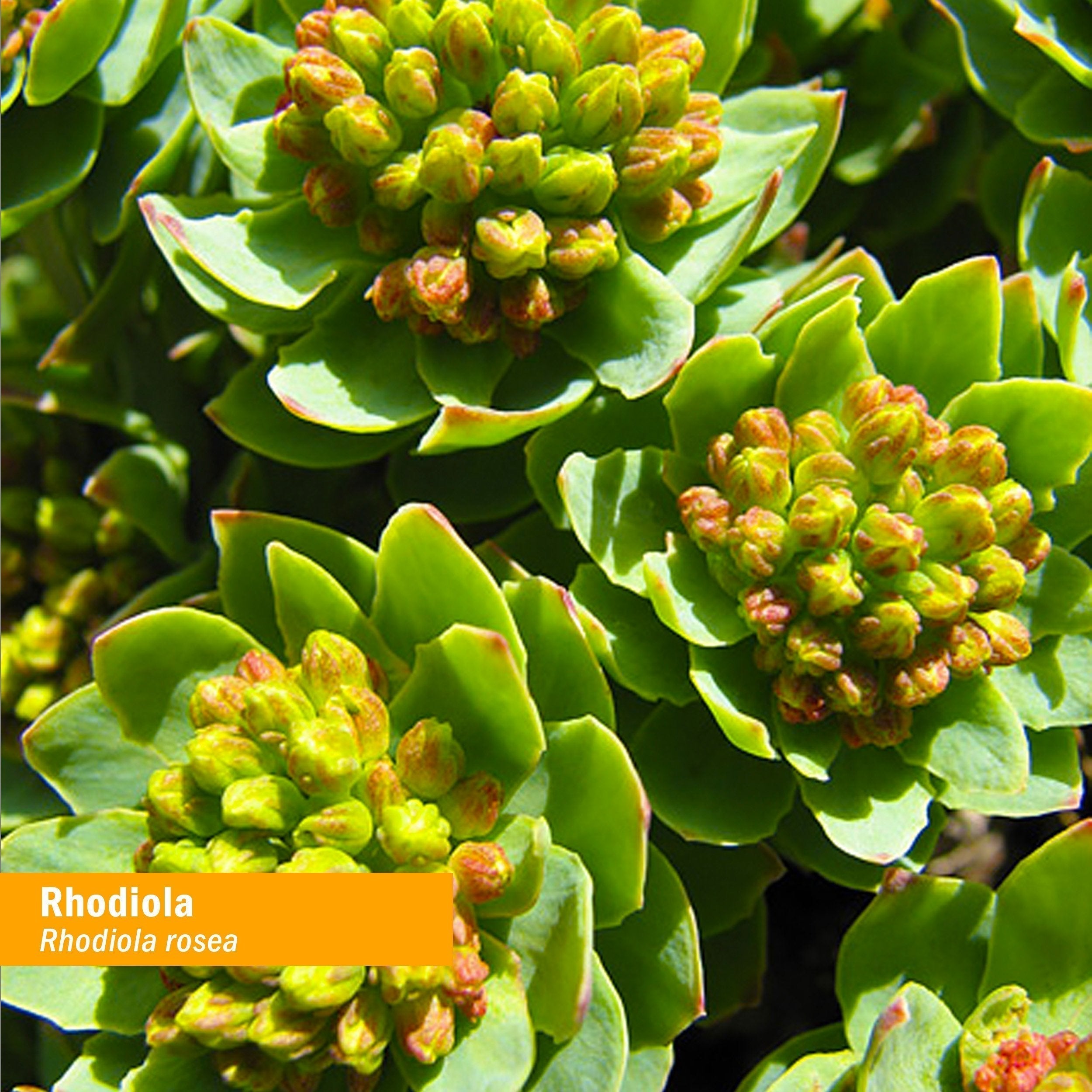 Herb Pharm Certified Organic Rhodiola Root Extract for Energy, Endurance and Stamina Herb Pharm uk supplements