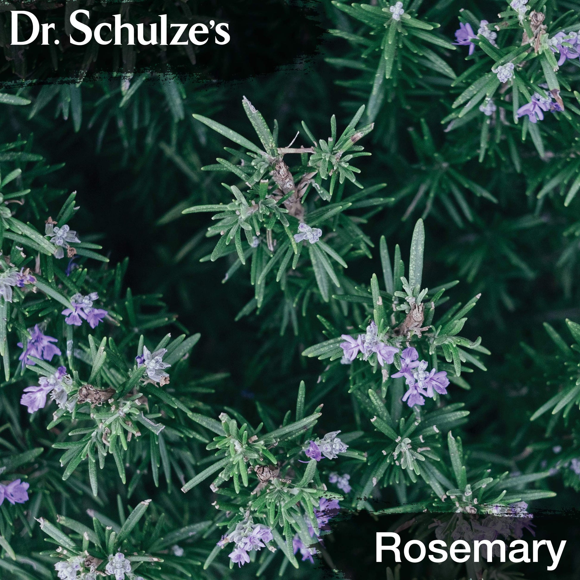 Dr. Schulze's Brain Formula 2 oz. - Vegan and Wild-Harvested | Stimulates Circulation and and Improved Mental Focus Dr. Schulze's uk supplements